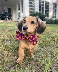 Dachshund Dog In 2020 Dachshund Dog Dachshund Temperament Long Haired Dachshund