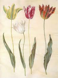 These dictionaries are the result of the work of many authors who worked very hard and finally offered their product free of charge on. Garten Tulpe Wikipedia
