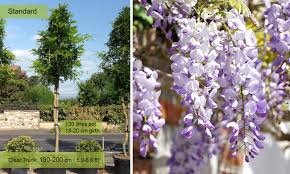 3 lt pot (60cm cane). Wisteria Tree Standard Garden Plants Online