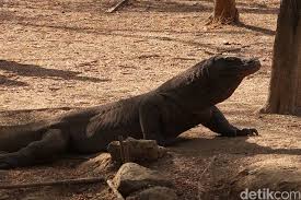 Beberapa mesjid berikut masuk dalam 11 mesjid terbesar dan terindah di dunia, apa saja? Mengenal Komodo Yang Cuma Ada Di Indonesia Dan Terancam Punah
