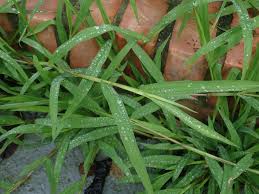 Image result for Paspalum conjugatum