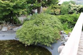 Great tree to purchase for resale or enhancing any yard. Outdoor Gardens Featuring Japanese Maple Picture Of Butterfly World Coombs Vancouver Island Tripadvisor