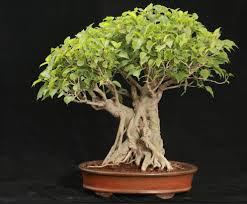 Bu 3 Bitki Geceleri Oksijen Uretiyor Uyku Kalitenizi Ve Beyin Sagliginizi Koruyor Bitki Bonsai Agaclari Bonzai Agaci