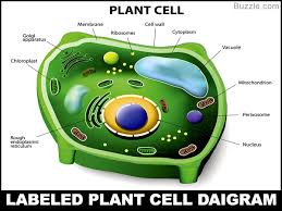 We did not find results for: Simple Plant Cell With Labels