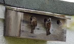 Image result for Flyte Blackbird Nest Box