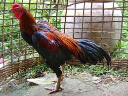 Jangan lupa mampir ke channel untung bangko. 21 Ciri Ciri Ayam Bangkok Yang Bagus Buat Aduan