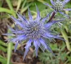Cut flowers are captivating in fresh or. Eryngium Wikipedia