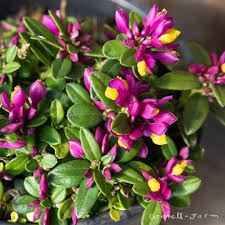 Image result for Polygala capillaris
