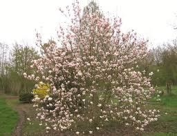 Image result for magnolia soulangeana