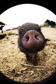Image result for bacon on the hoof pictures