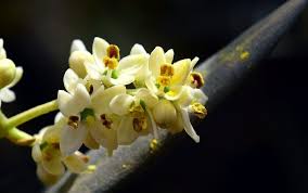 L Avis De Fleur De Bach Olive Bienfaits Wemystic France