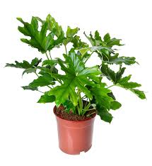 I encourage you to explore monstera adansonii and anthurium pallidiflorum, both of which are great exotic plants for an indoor tropical corner. Philodendron Selloum Philodendron Selloum Hope Evanthia