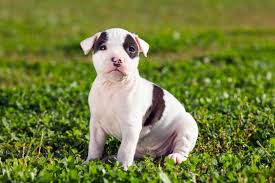The american staffordshire terrier derived from crossing bulldogs with an older terrier line. American Staffordshire Terrier Steckbrief Charakter Wesen Haltung