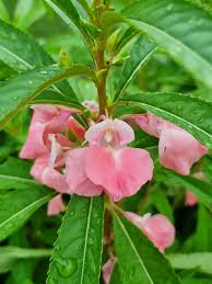 Image result for Balsaminaceae