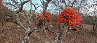 Image result for Erythrina abyssinica