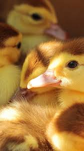 Maybe you would like to learn more about one of these? Animal Duck Mobile Abyss