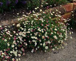 Image result for Erigeron karvinskianus
