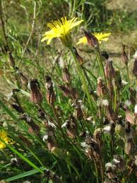 Image result for Crepis newii