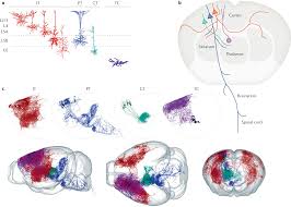 This is from the wonderful easy peasy and fun website. Untangling The Cortico Thalamo Cortical Loop Cellular Pieces Of A Knotty Circuit Puzzle Nature Reviews Neuroscience