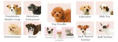 A standard male dog is commonly known as a dog. in technical terms, this implies that the dog hasn't fathered any young, nor has it been used for breeding. What Are The Different Breeds In Nintendogs Cats On The 3ds Outcyders