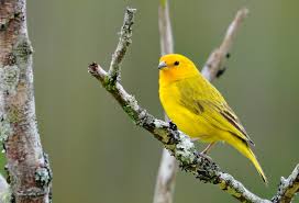 Canario Da Terra O Que Come Canario Sicalis Flaveola Brasiliensis