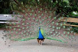 San Francisco Zoo Animals San Francisco Zoo Zoo Animals Zoo