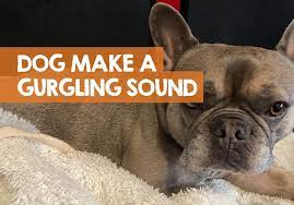 Dog Makes A Gurgling Noise Breathing Or When Sleeping What It Means