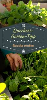 Provides information on this internationally important garden, including what's on, visiting, research, the library, collections, the herbarium and conservation. Querbeet Garten Tipp Rucola Ernten Br De Rucola Pflanzen Gartentipps Rucola