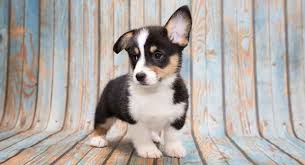 There's no denying that the corgi breeds of dogs are some of the. Miniature Corgi Can Your Favorite Dog Come In An Even Tinier Package