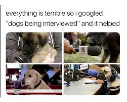 54 Funny Fresh And Fantastic Animal Memes To Get You Going Justviral Net Funny Animal Quotes Wholesome Memes Funny Animals