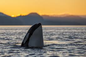 We've gathered more than 5 million images uploaded by our users and sorted them by the most popular ones. Photo Spy Hopping Orca Killer Whale Sunset Killer Whales In The Sunset 1440x960 Wallpaper Teahub Io