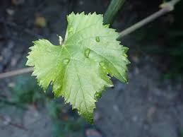 Image result for Colomerus vitis