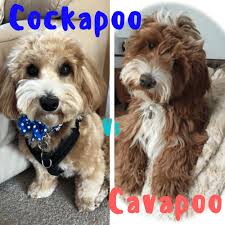 Cockapoo V Cavapoo