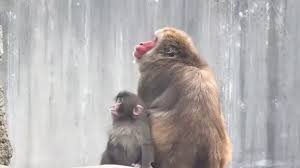 Punch the baby monkey finds a new friend, sparking mixed reactions from  fans | Magic 828