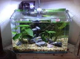 7 Steps To Setting Up And Maintaining A Betta Fish Tank With Images Betta Fish Betta Fish Tank Betta Aquarium
