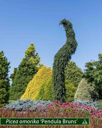 Image result for Sacciolepis curvata