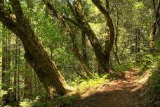 Library Nature Hike - Sam McDonald Park