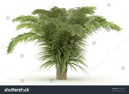 Image result for Raphia ruwenzorica