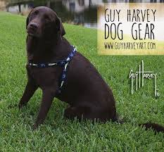 Bear Is Rocking Guy Harvey S Dorado Blue Harness Check Out The Collection Www Guyharveyart Com Get Yours Drguyharvey Hamm Dog Gear Guy Harvey Dog Pictures