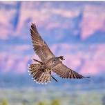 Raptors at The Arb!