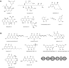 Polynesiensis transcriptome included 5 te domains present in modular pkss and 15 discrete te domains. New Insights Into The Formation Of Fungal Aromatic Polyketides Abstract Europe Pmc