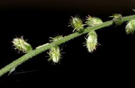Image result for Pupalia micrantha