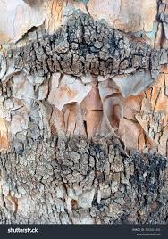 Image result for Eucalyptus torelliana