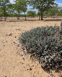 Image result for Euphorbia schinzii