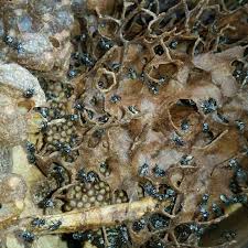 Image result for Tetrapogon tenellus