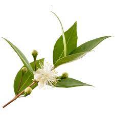 Myrtle Hydrosol Organic Green Myrtle Hydrosol Nature In Bottle