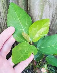 Image result for Ficus sur