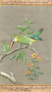 Birds That Cannot Fly In India Artnindia Uccelli Indiana