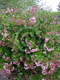 Image result for Rogiera amoena