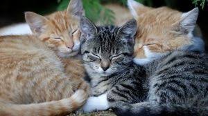 Erkek Kedilerde Kizginlik Donemi Hakkinda Hersey Kedi Blog